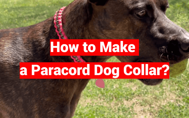 How to Make a Paracord Dog Collar?