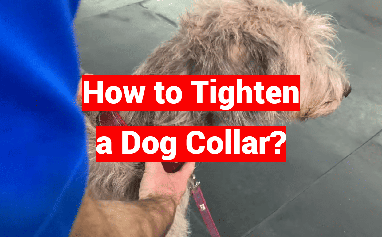 How to Tighten a Dog Collar?