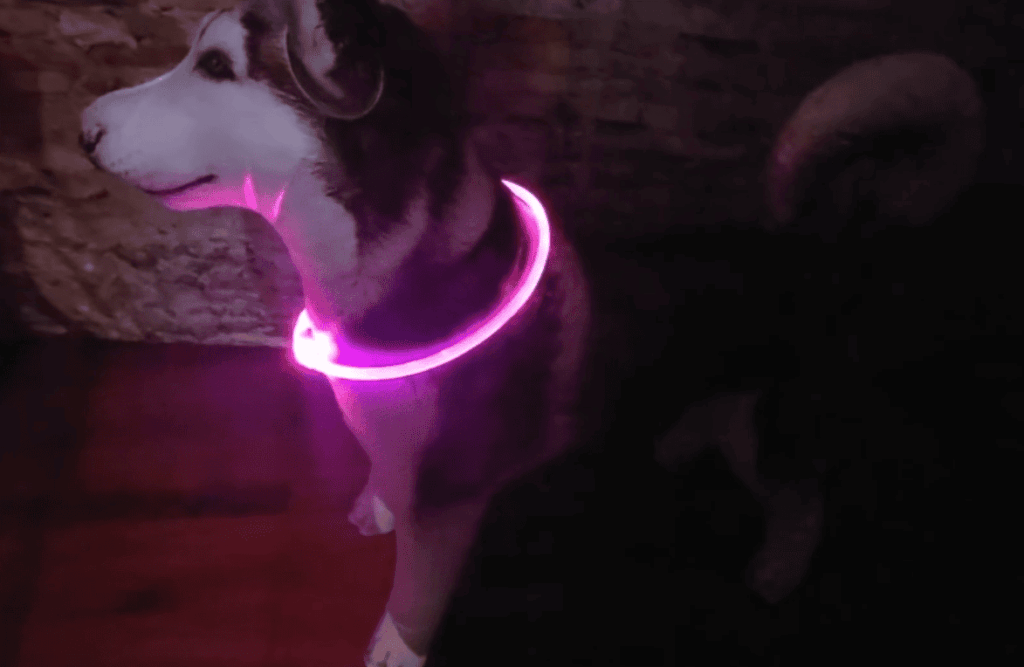 What Is a Glow in the Dark Dog Collar?