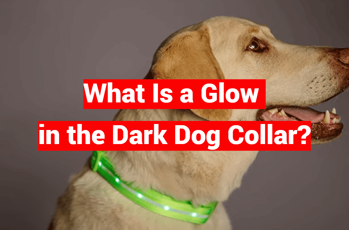 What Is a Glow in the Dark Dog Collar?