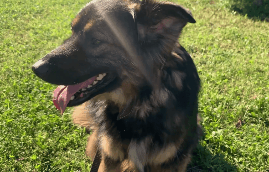 11. Cost Analysis of AirTag Dog Tracking