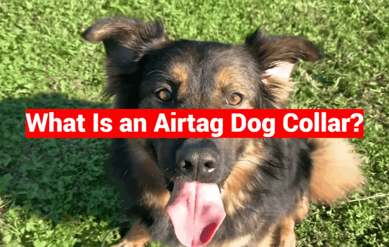 What Is an Airtag Dog Collar?