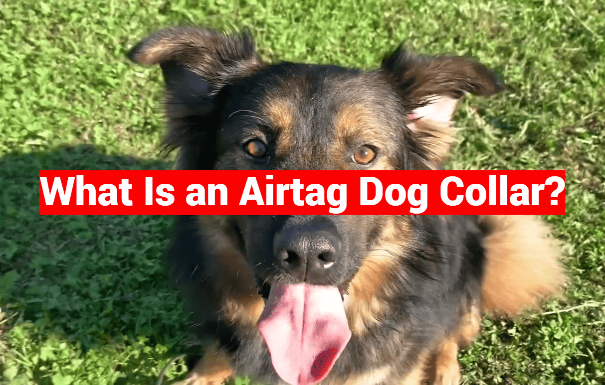 What Is an Airtag Dog Collar?
