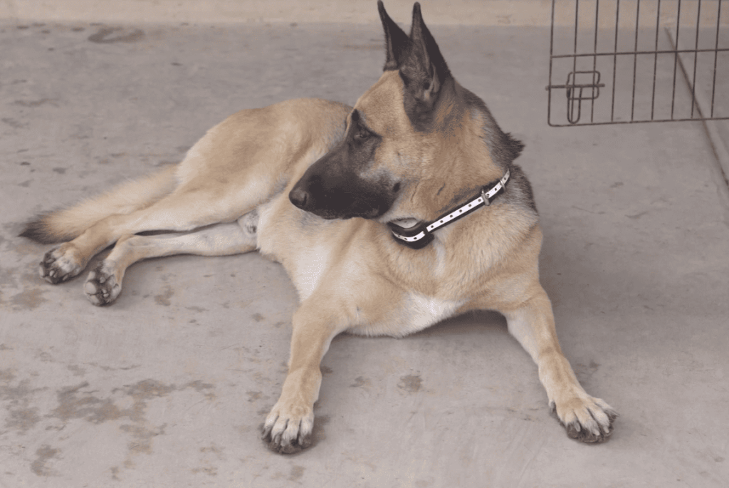 Understanding Your Wiez Dog Collar System